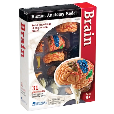 Learning Resources Brain Anatomy Model, 31 Pieces 3335